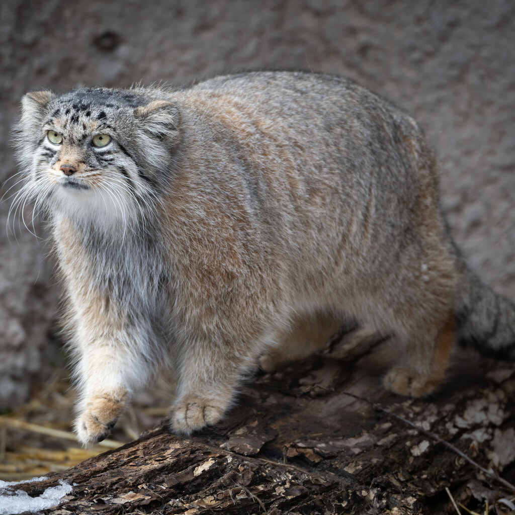 Photo of a pallas cat