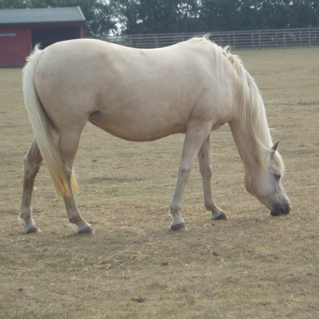 Photo of a palomino horse
