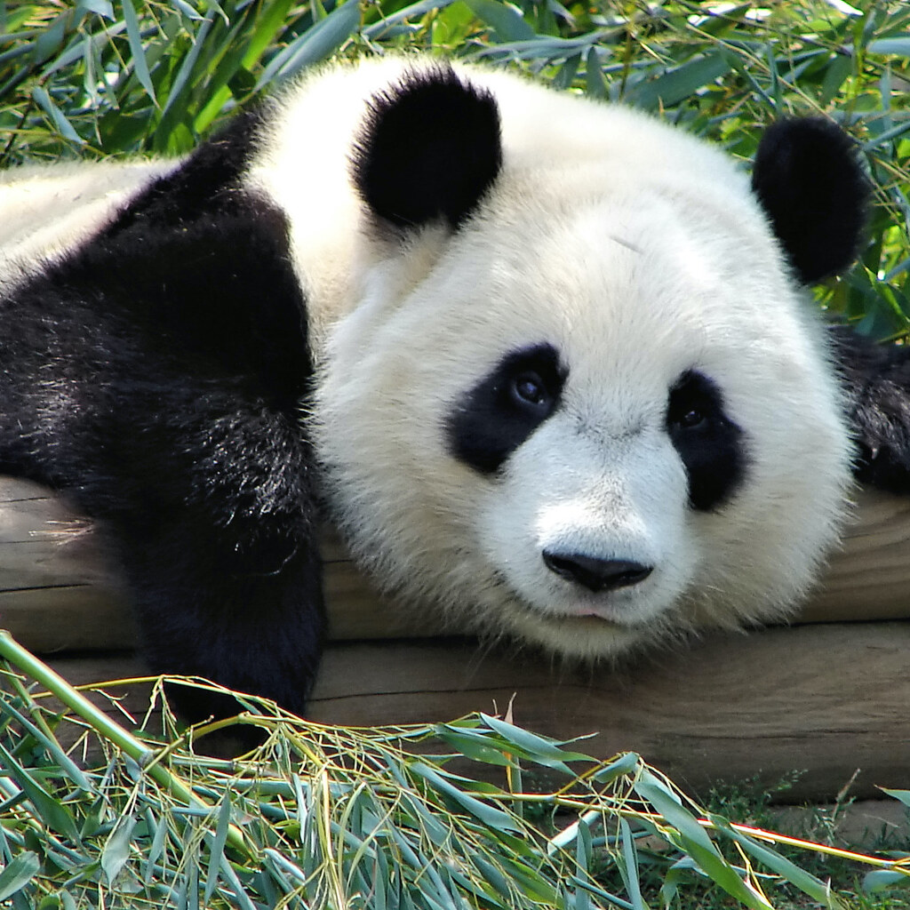 Photo of a panda
