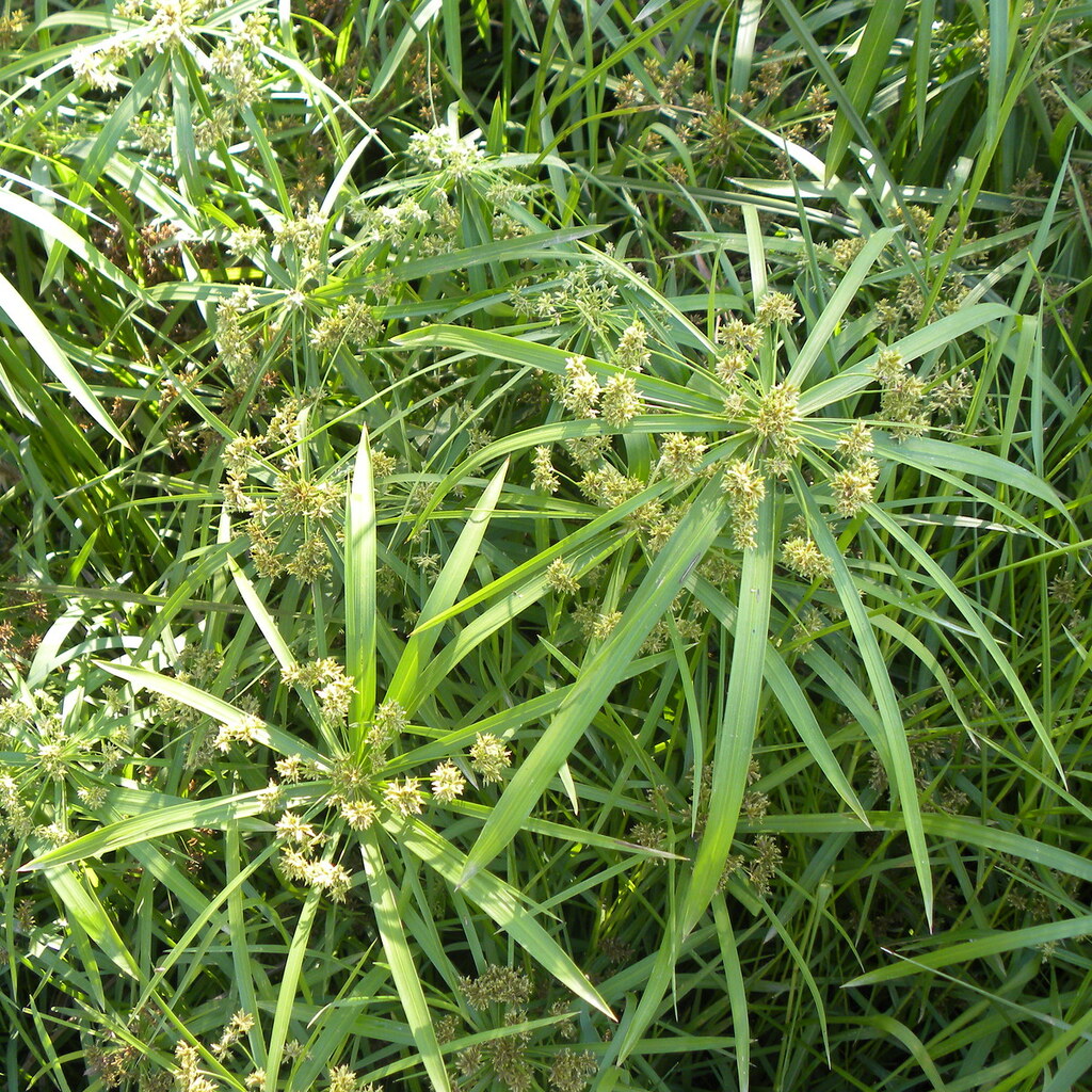 Photo of papyrus plants