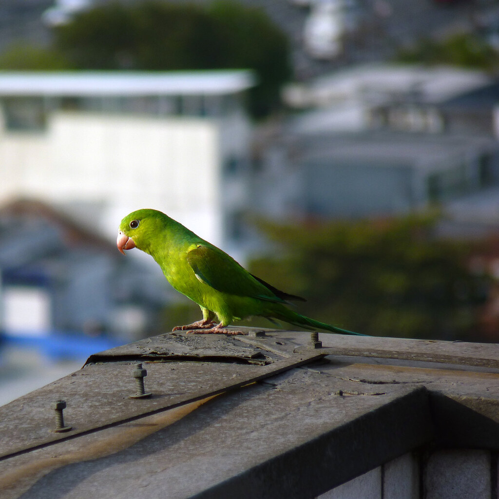 Photo of a parakeet