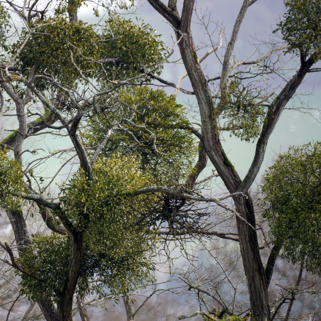 Photo of mistletoe