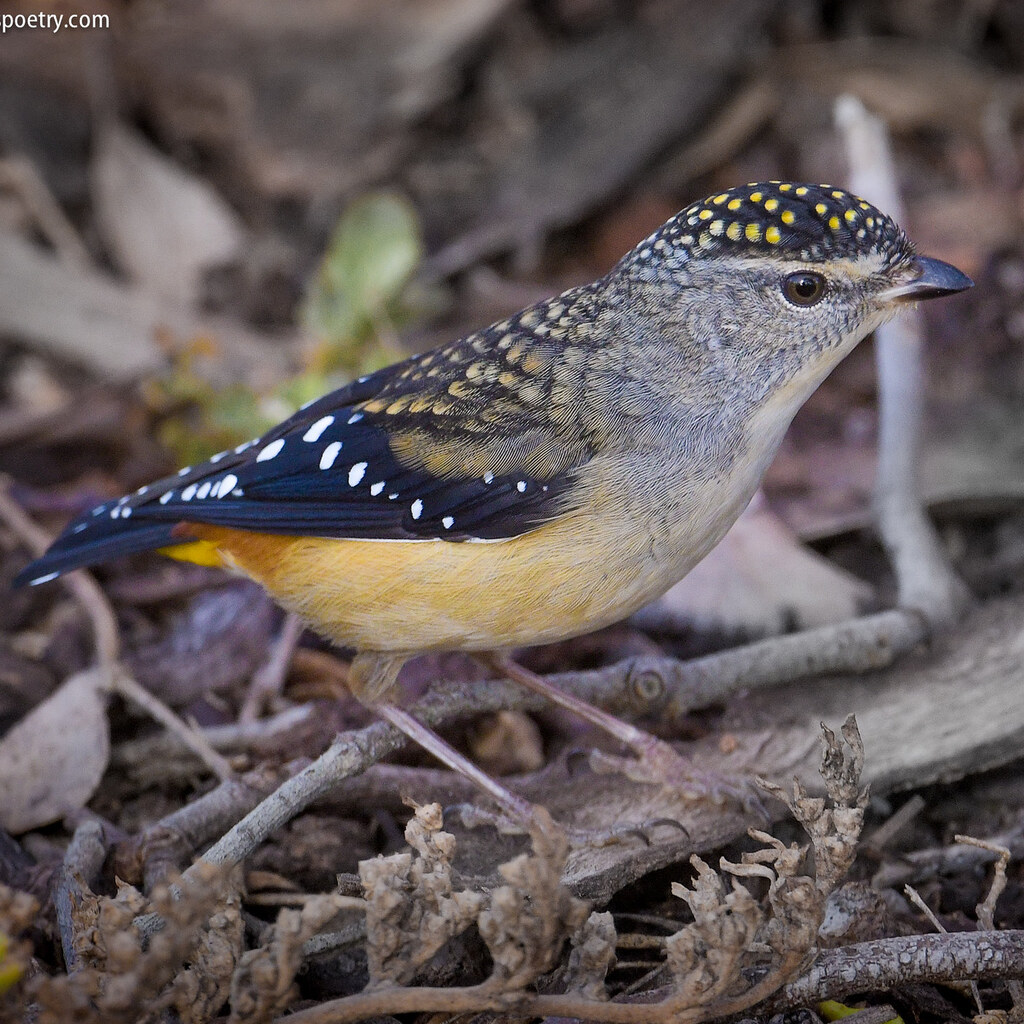 Photo of a pardalote