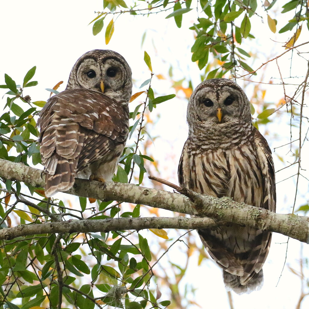 Photo of a group of owls