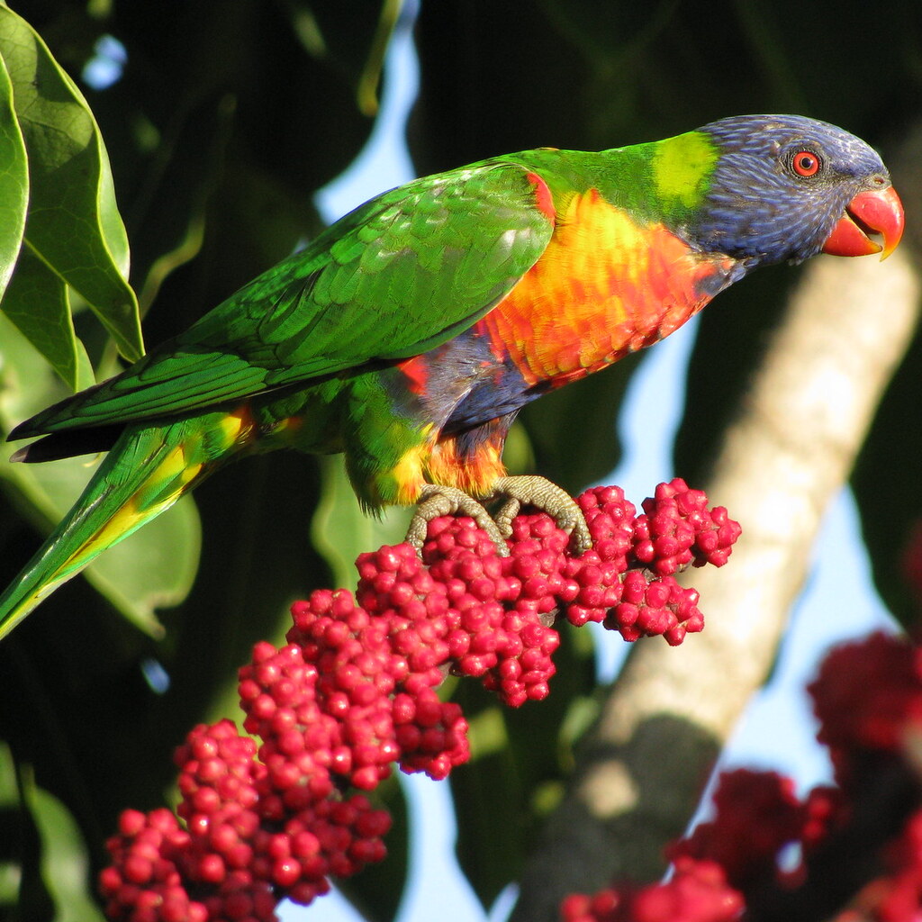 Photo of a parrot
