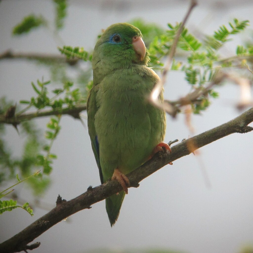 Photo of a parrotlet