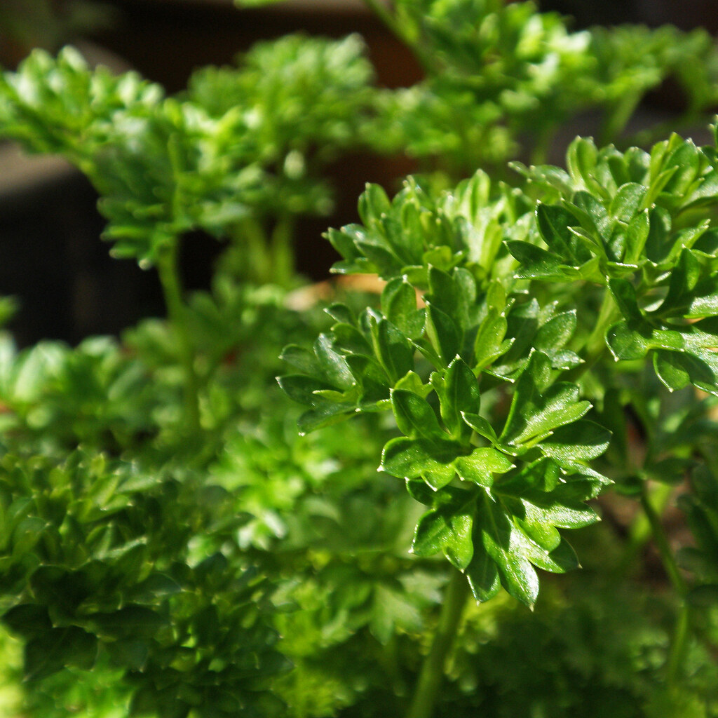 Photo of parsley