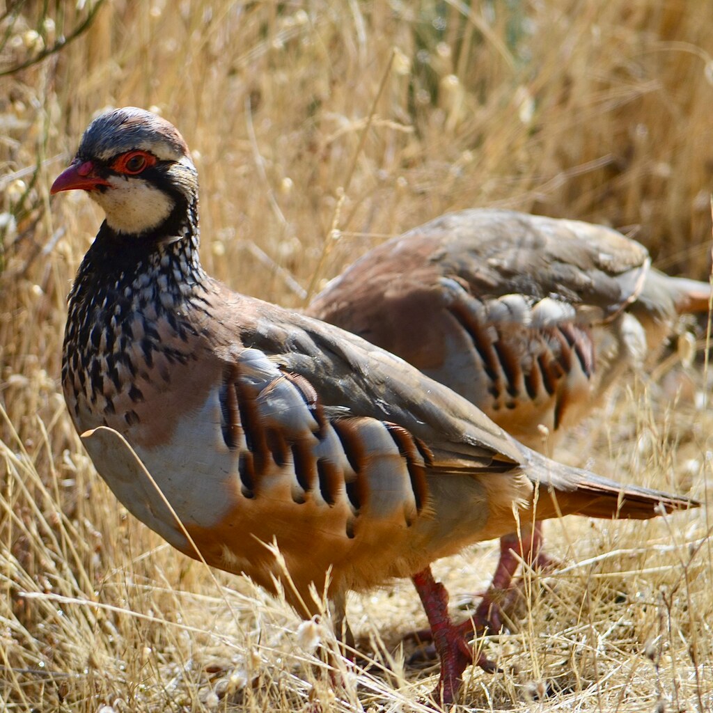 Photo of partridges