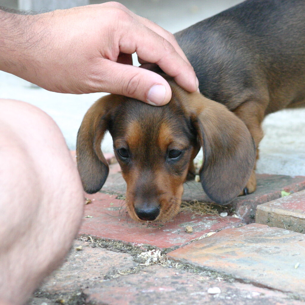 Photo of someone patting a dog