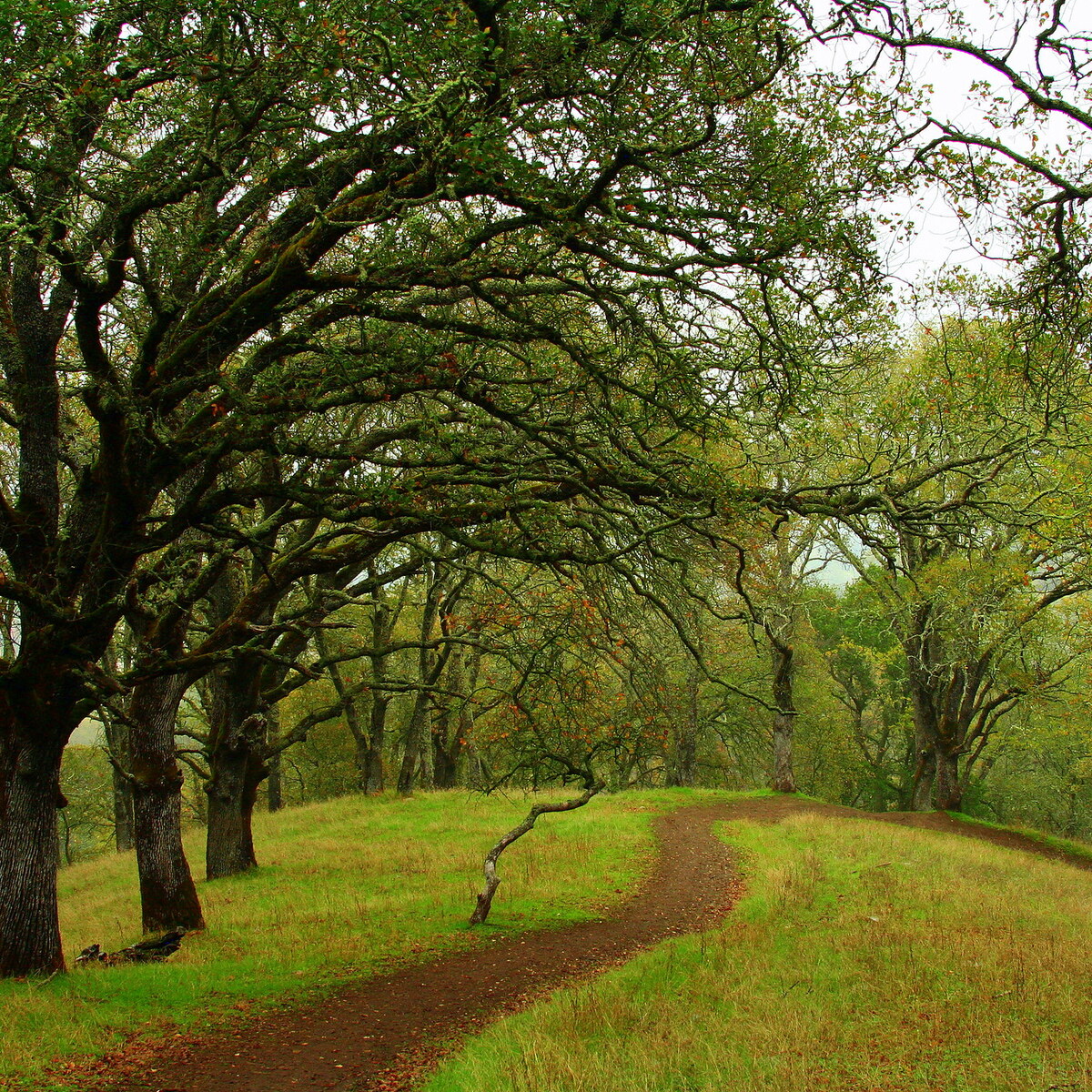 Photo of a winding path.