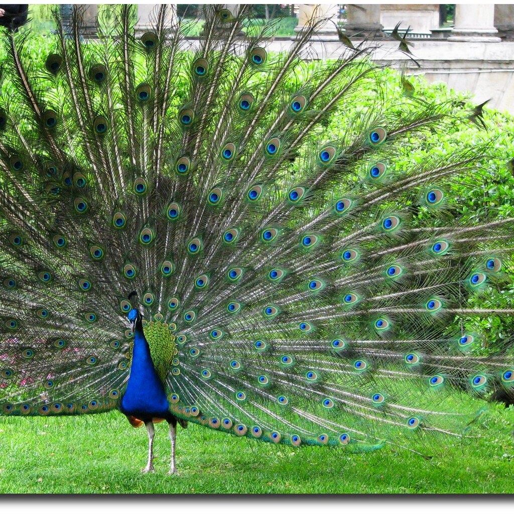 Photo of a peacock