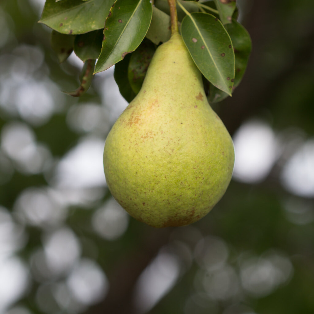 Photo of a pear