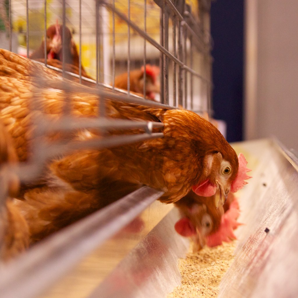 Photo of chickens pecking