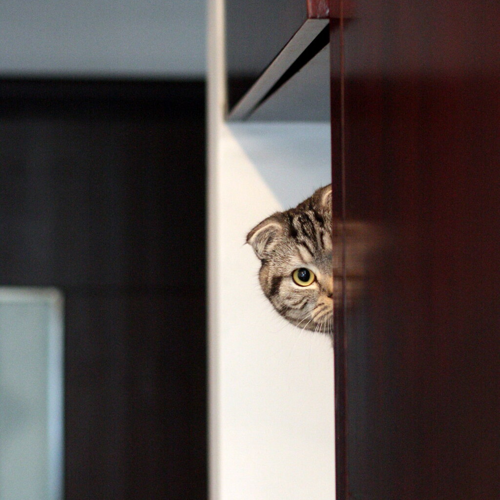 Photo of a cat peeking