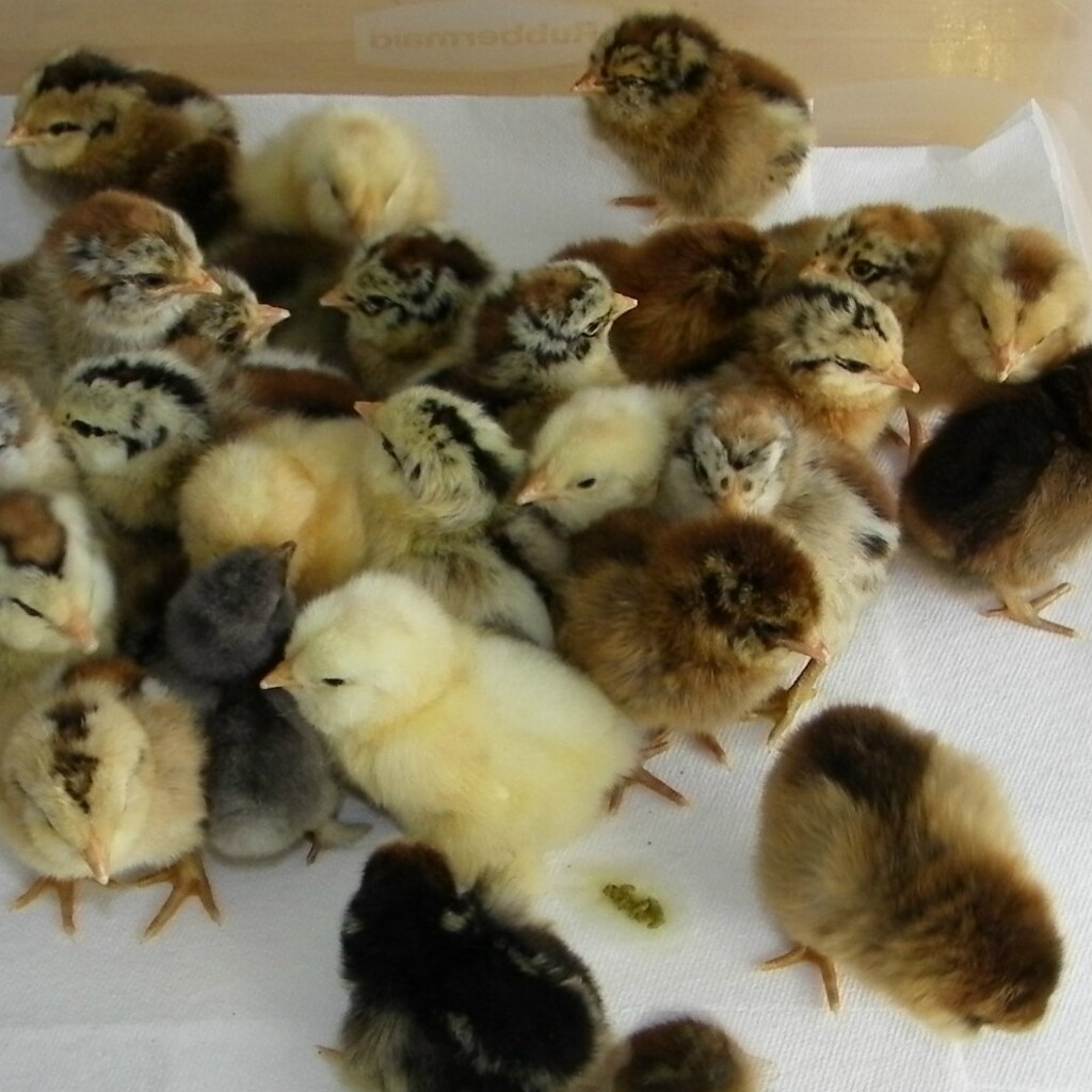Photo of baby chicks