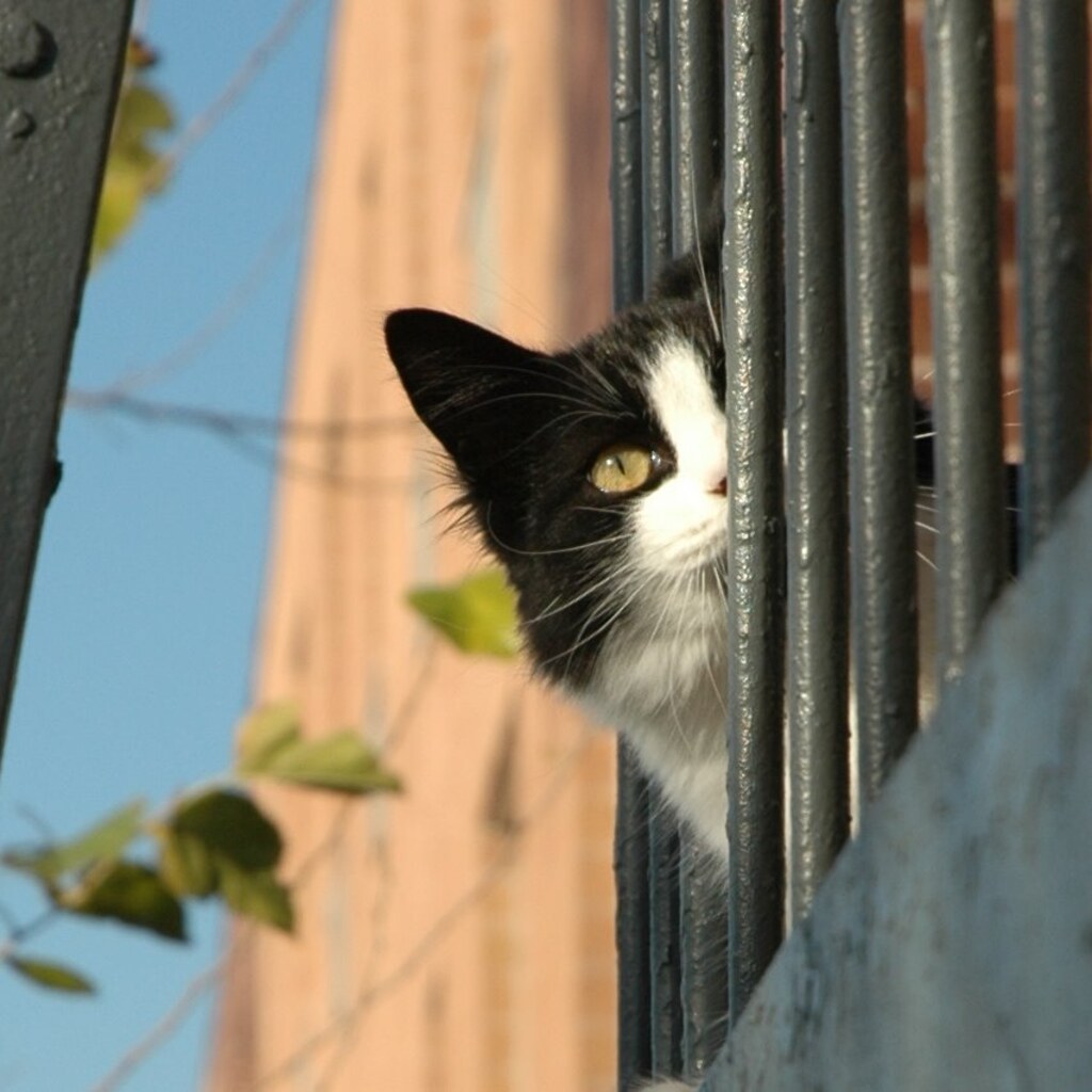 Photo of a cat peering out
