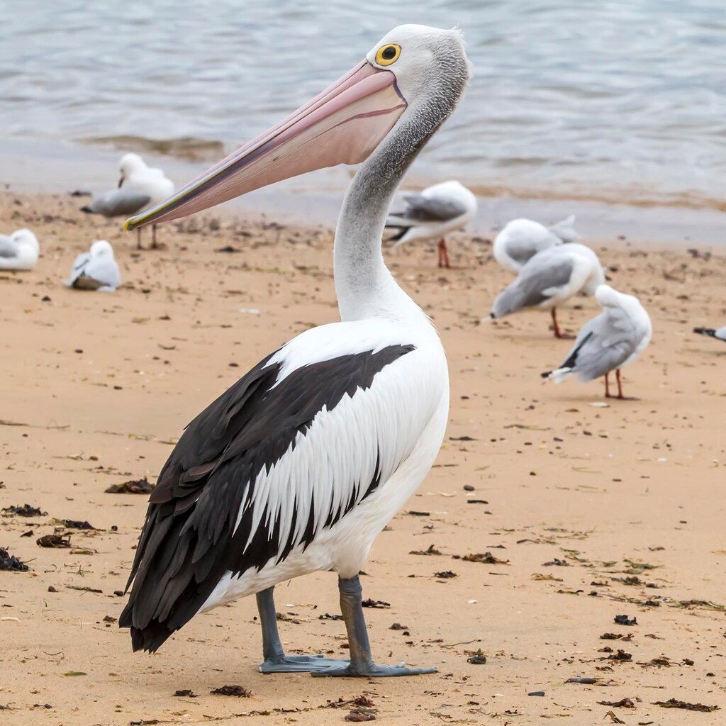 Photo of a pelican