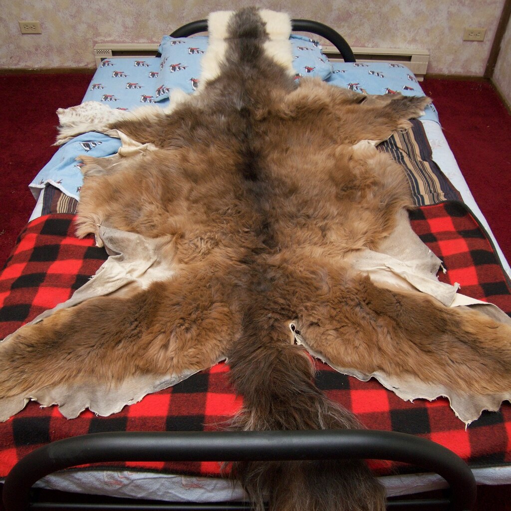 Photo of a llama pelt