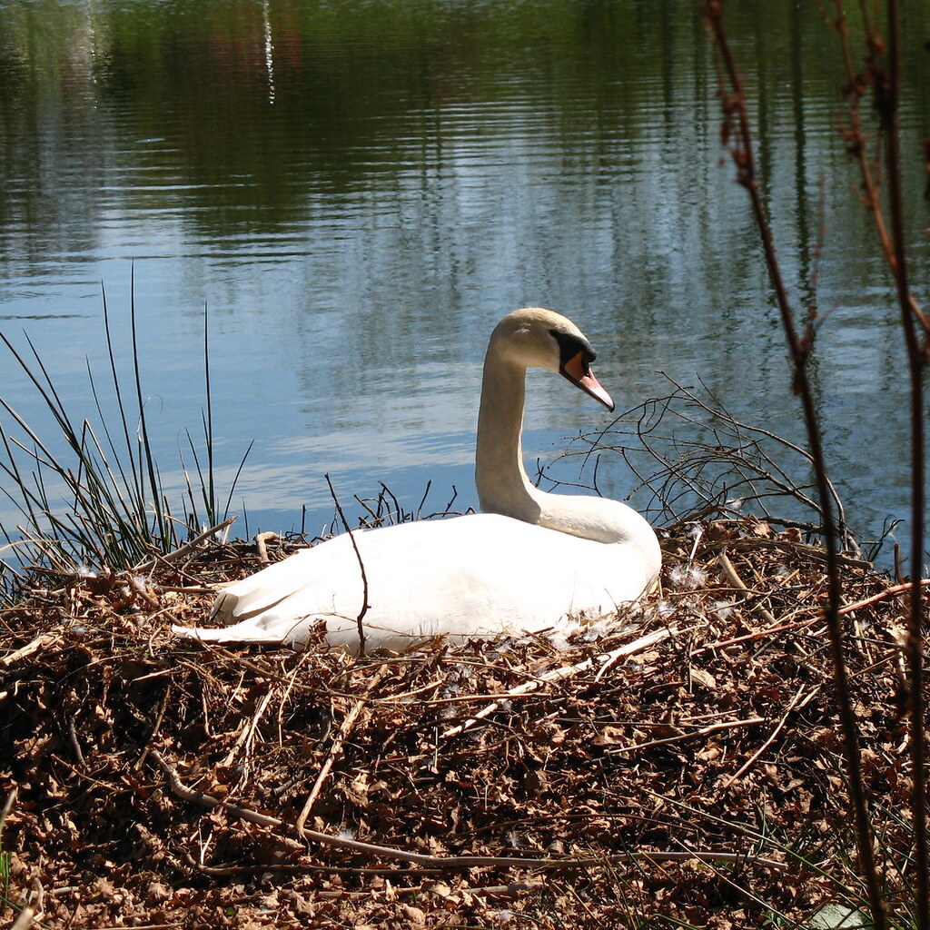 Photo of a swan