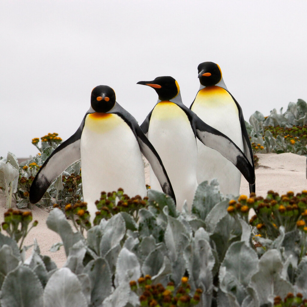 Photo of penguins