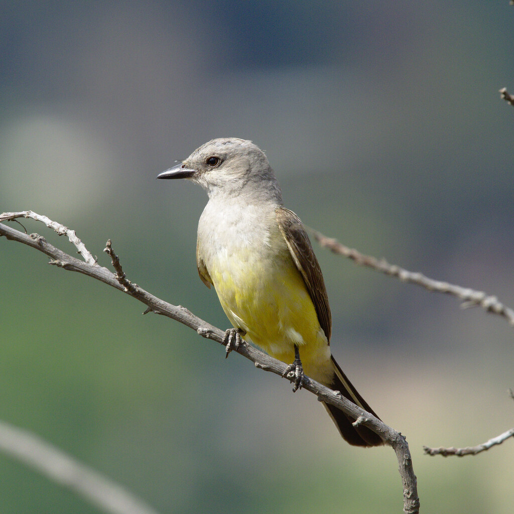 Photo of a bird perching on a twig