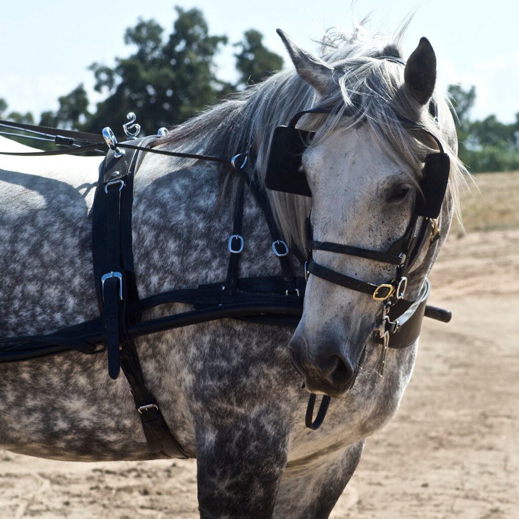 Photo of a percheron