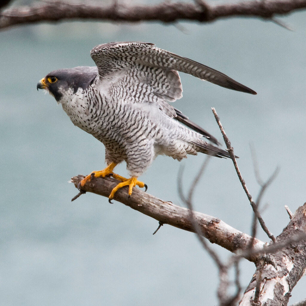 Photo of a peregrine falcon