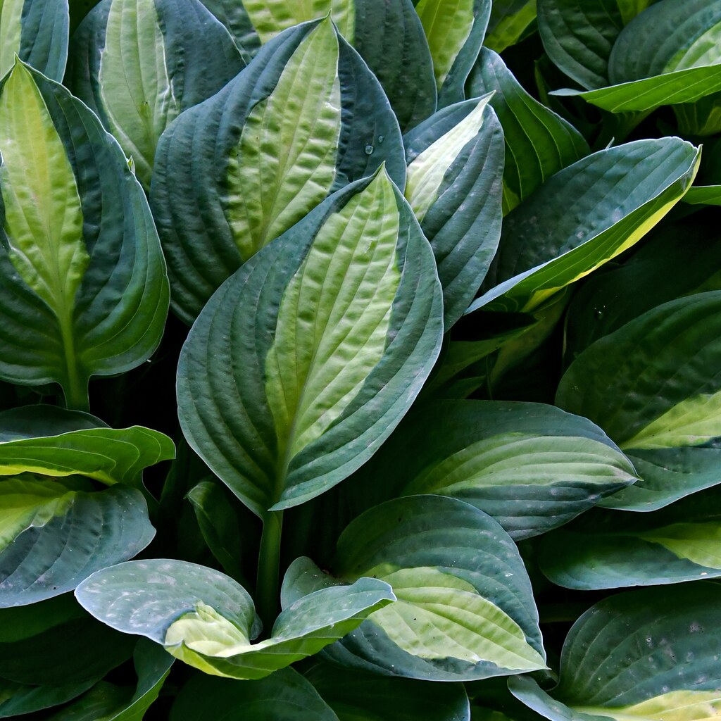 A photo of lush green hosta leaves in a garden