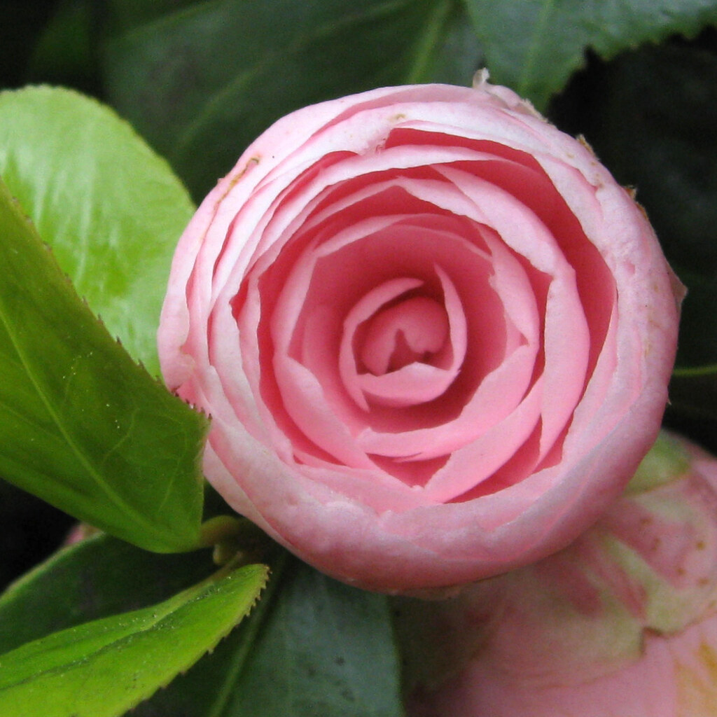 Photo of a perfect camellia