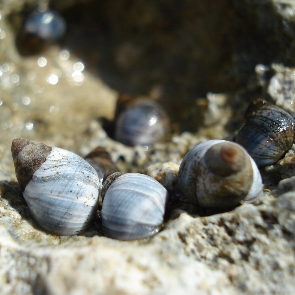 Photo of periwinkles