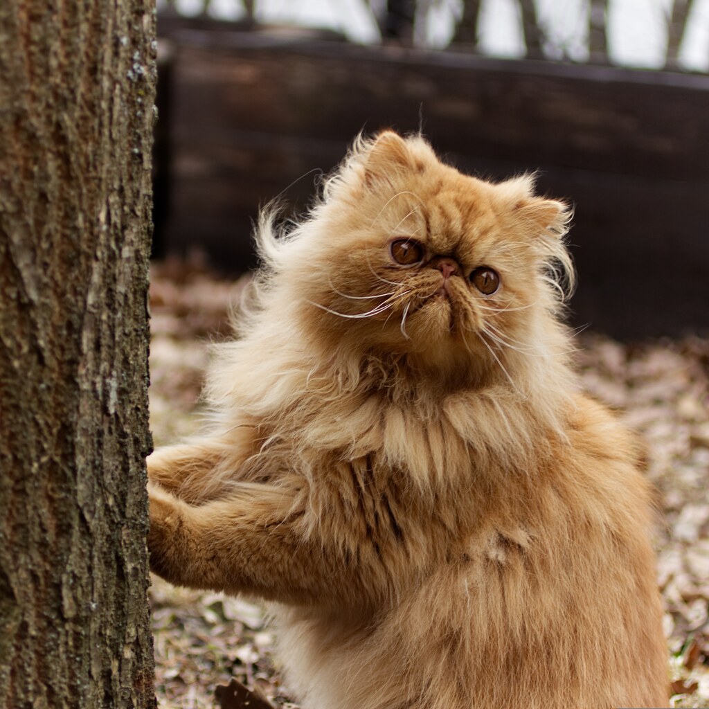 Photo of a persian cat
