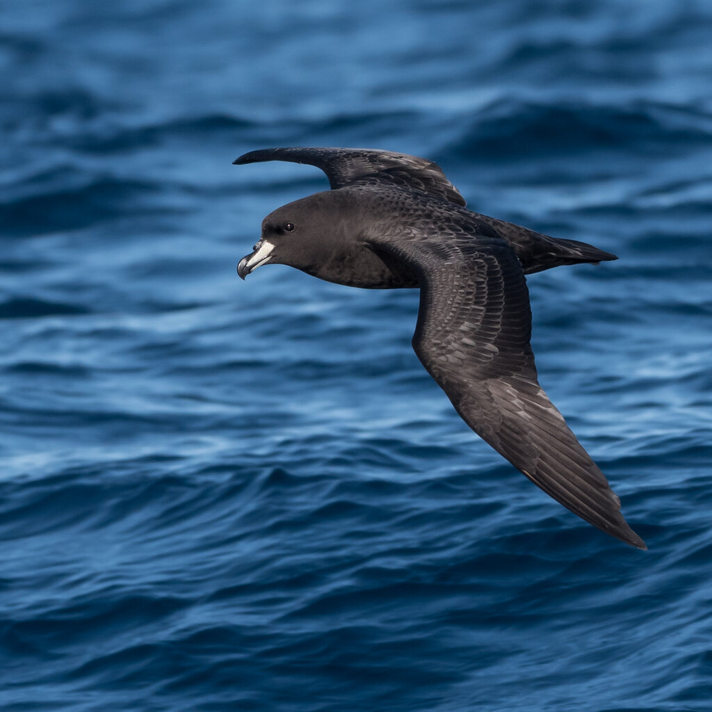 Photo of a petrel