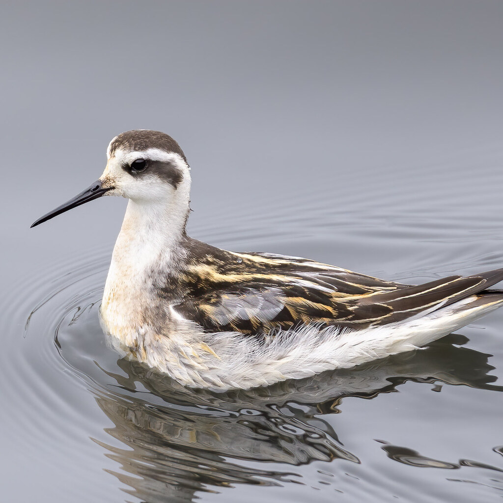 Photo of a phalarope