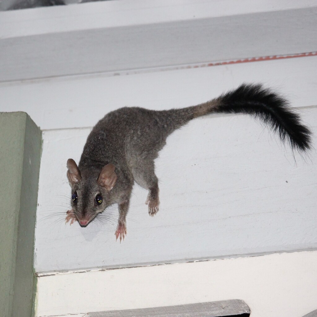 Photo of a brush tailed phascogale