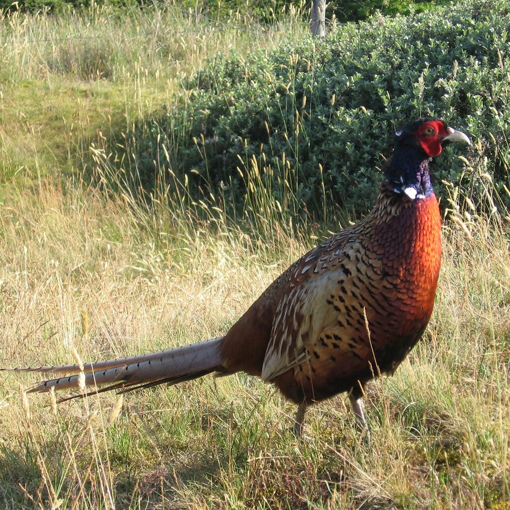 Photo of a pheasant