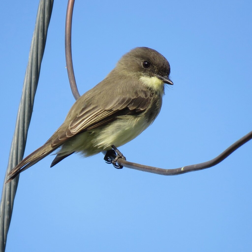 Photo of an eastern phoebe