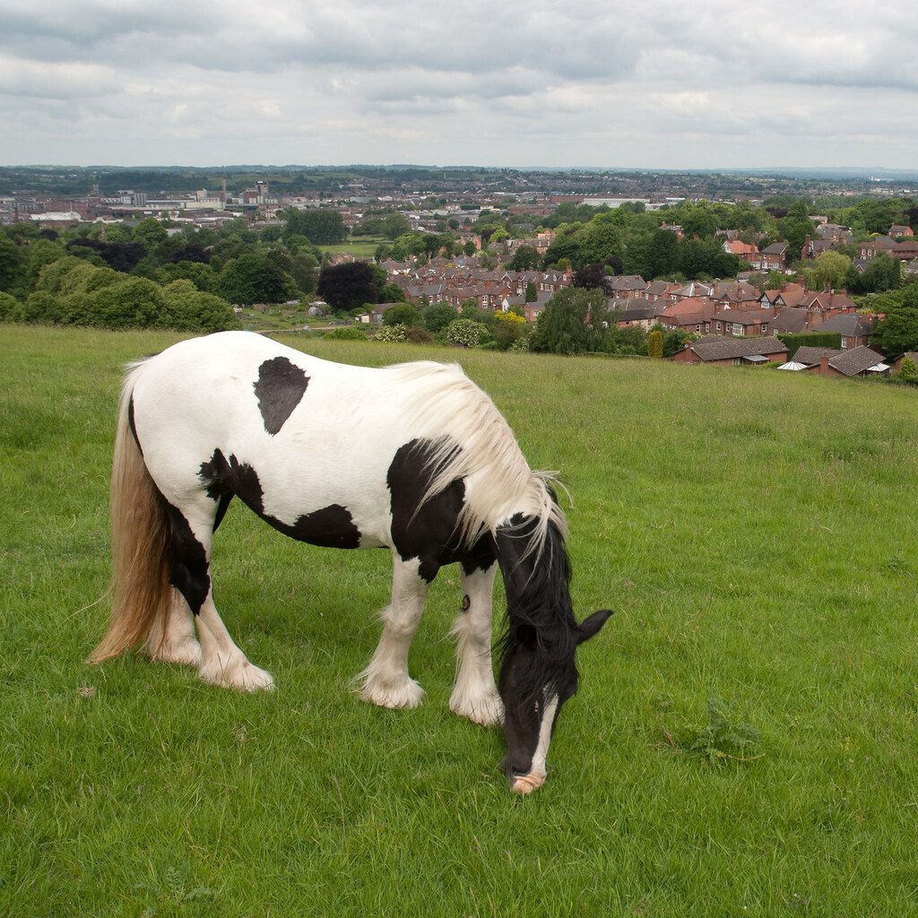 Photo of a piebald horse