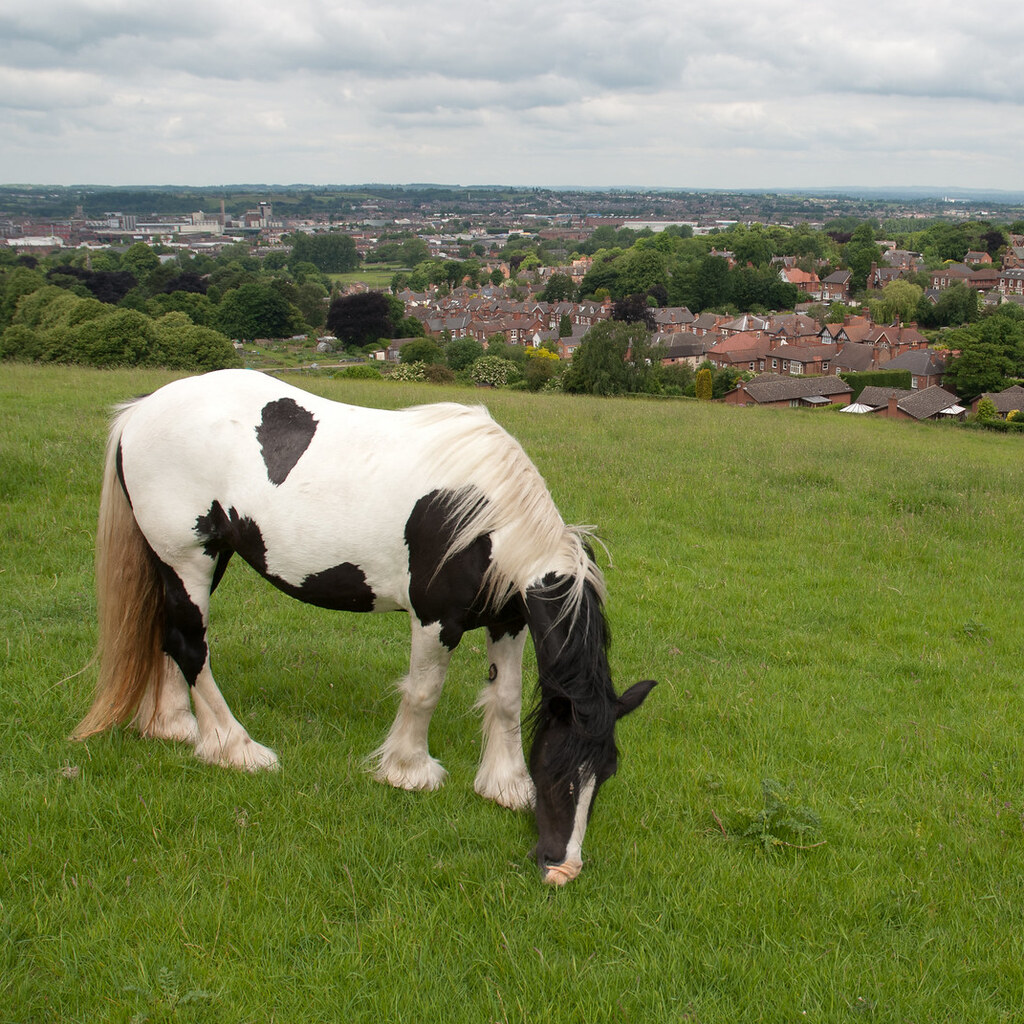 Photo of a piebald horse