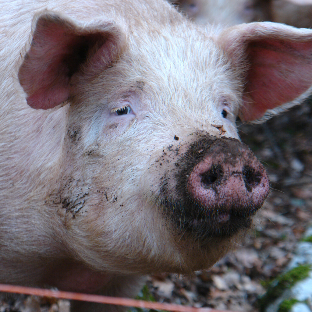 Photo of a pig