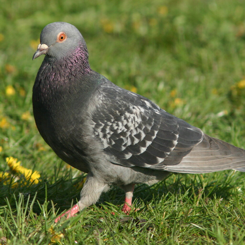 Photo of a common pigeon