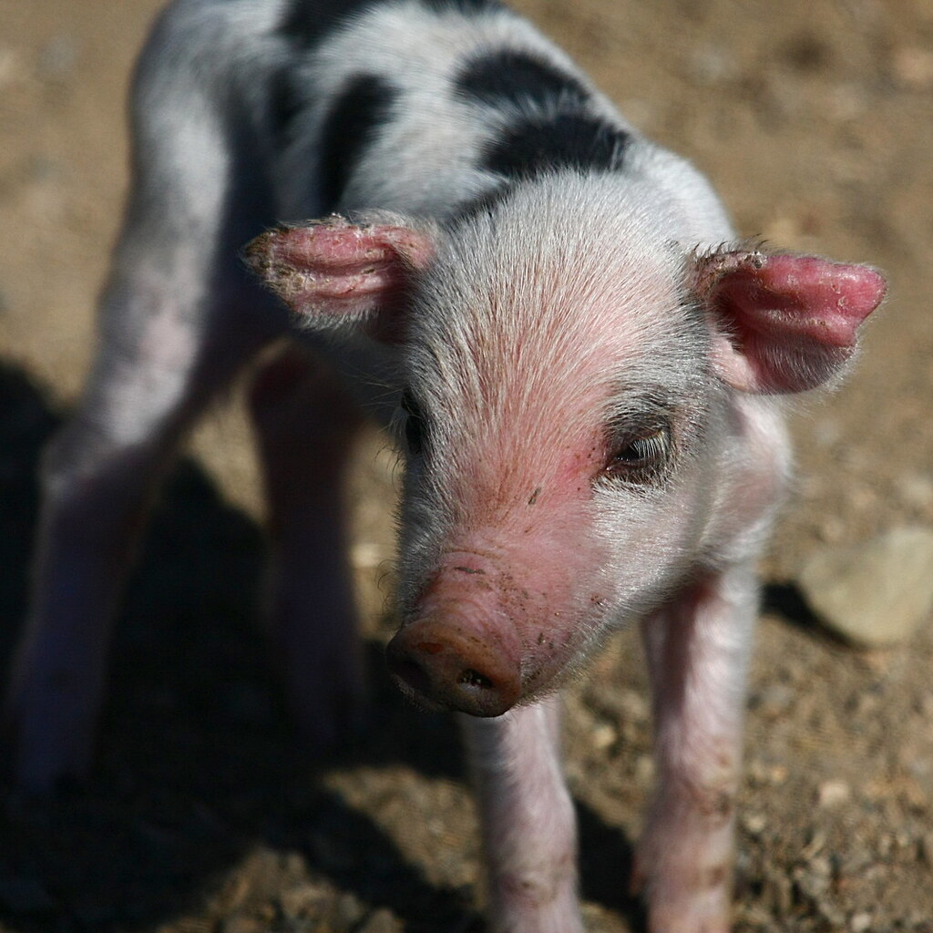 Photo of a piglet