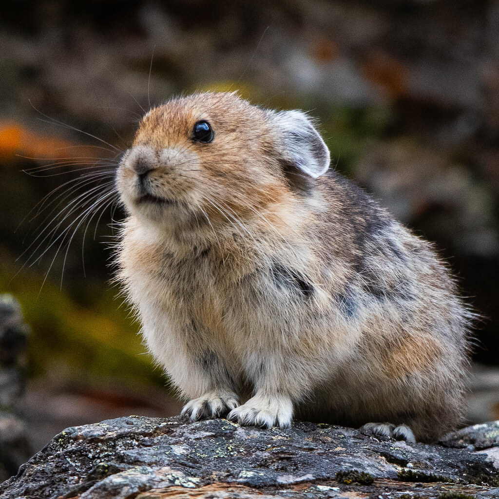 Photo of a pika