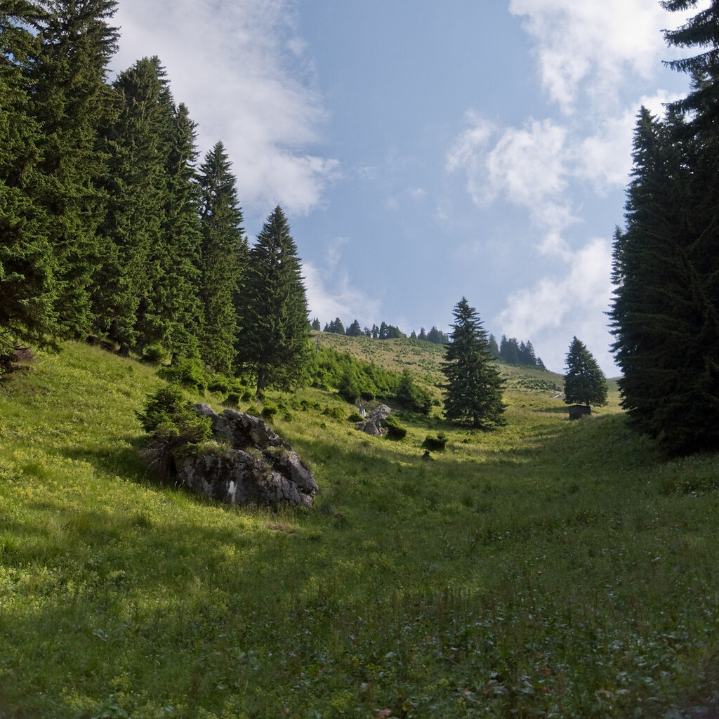 Photo of pine trees