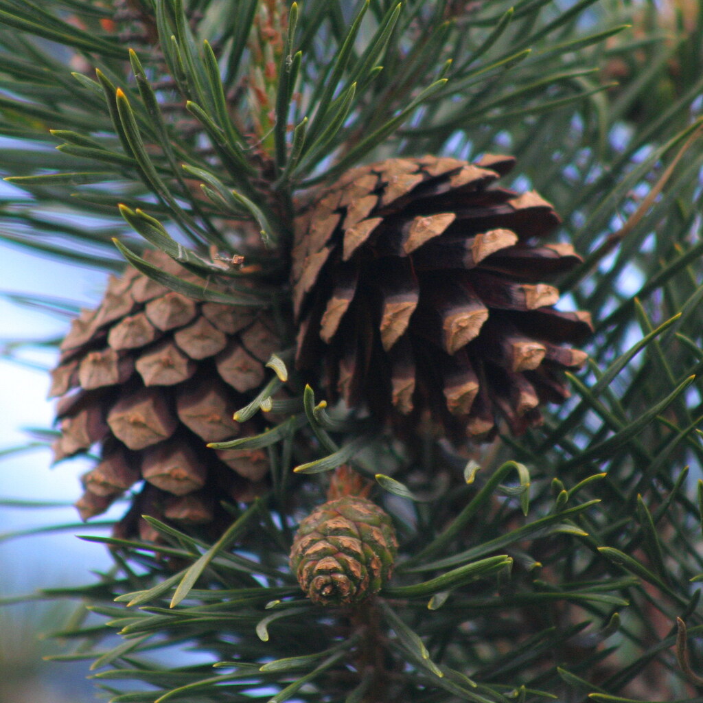 Photo of a pine cone.