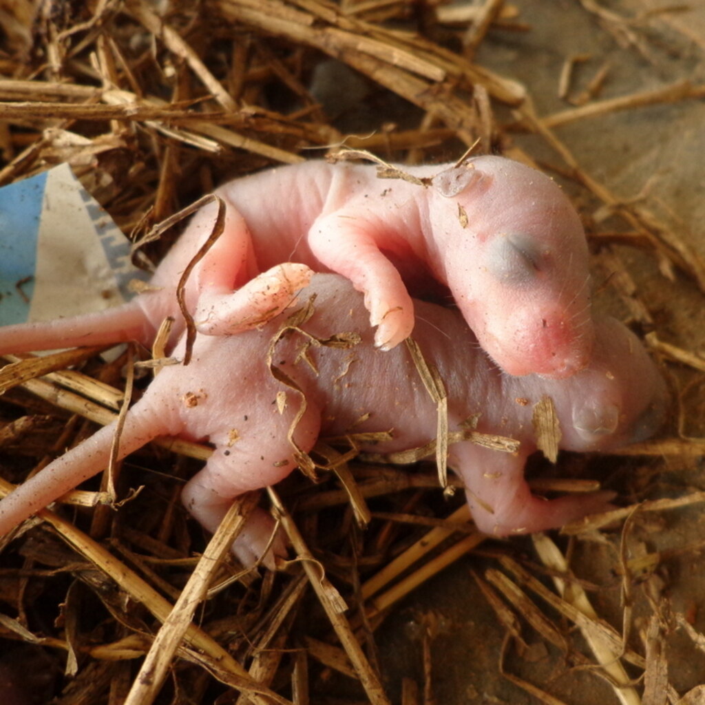 Photo of pinkies