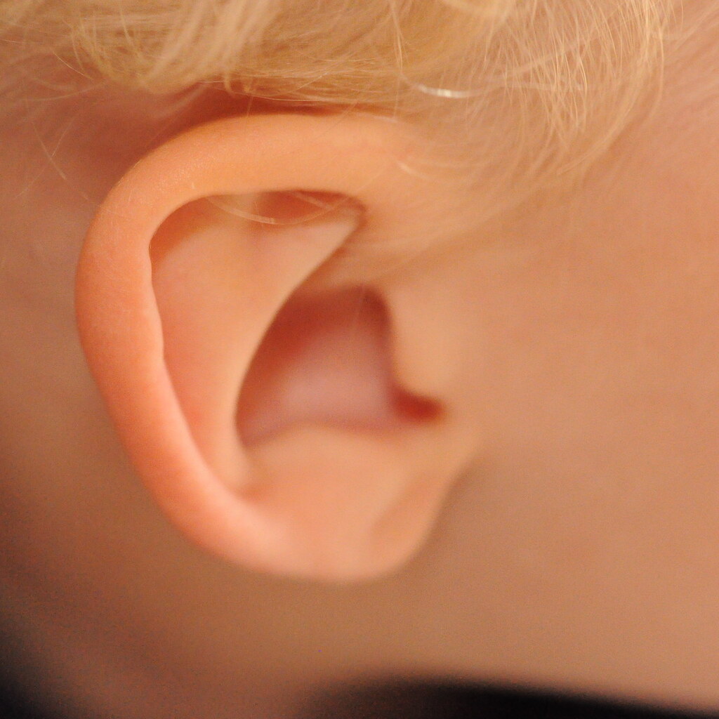 Photo of a pinna - your ear!