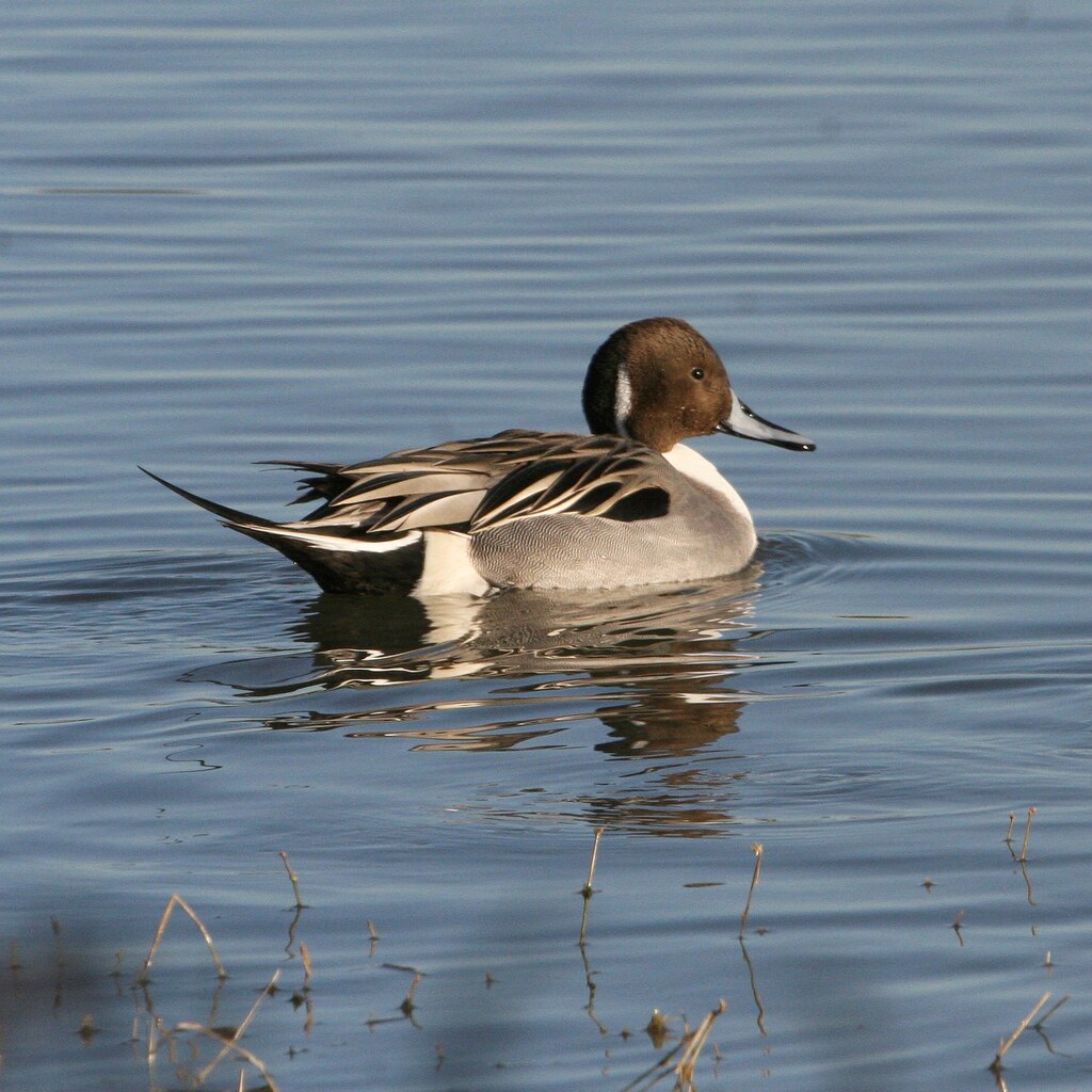 Photo of a pintail duck