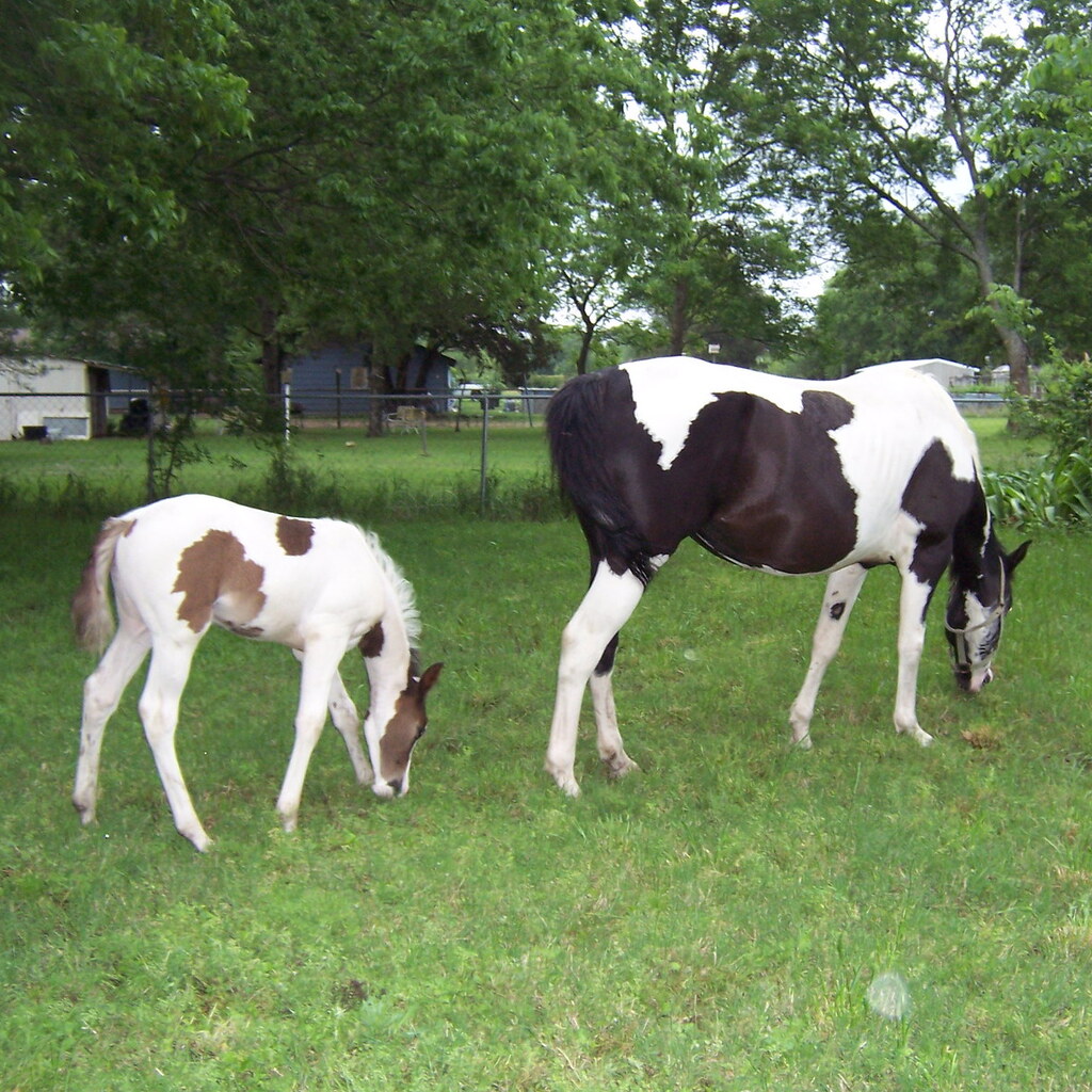 Photo of pinto horses