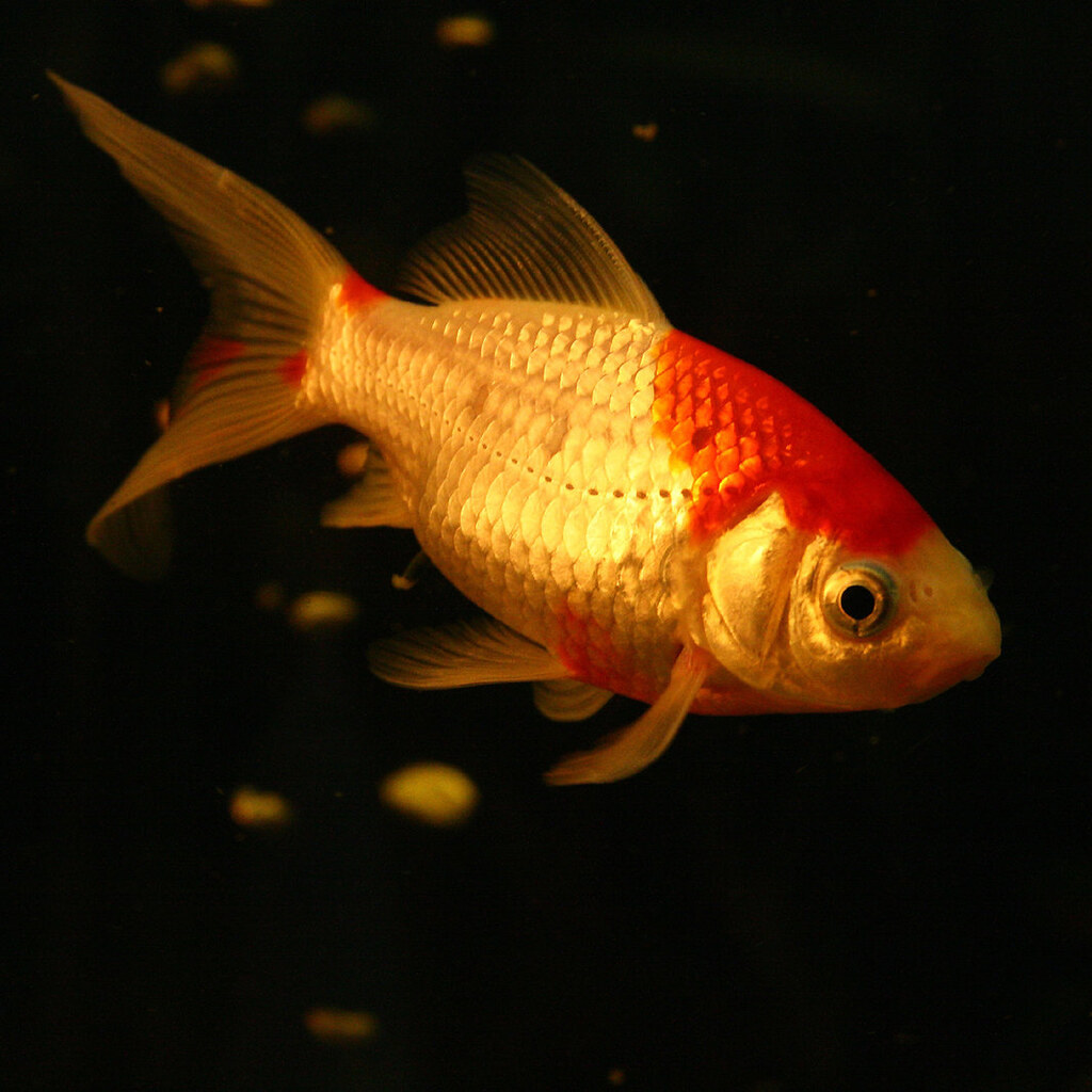 Photo of a goldfish