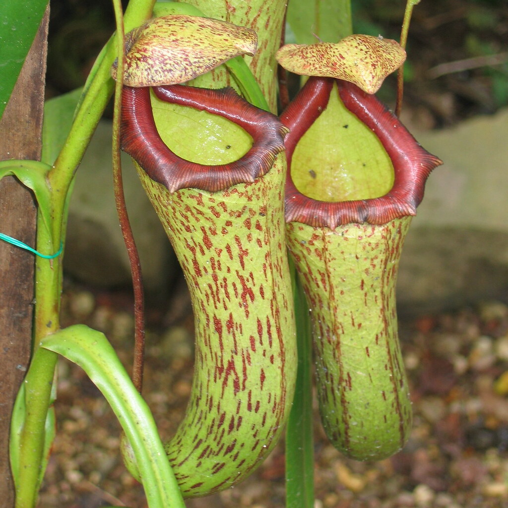 Photo of a pitcher plant